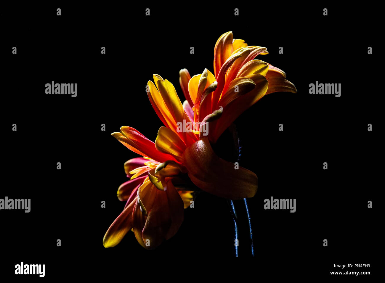 Glowing daisy flower closeup on black background Stock Photo
