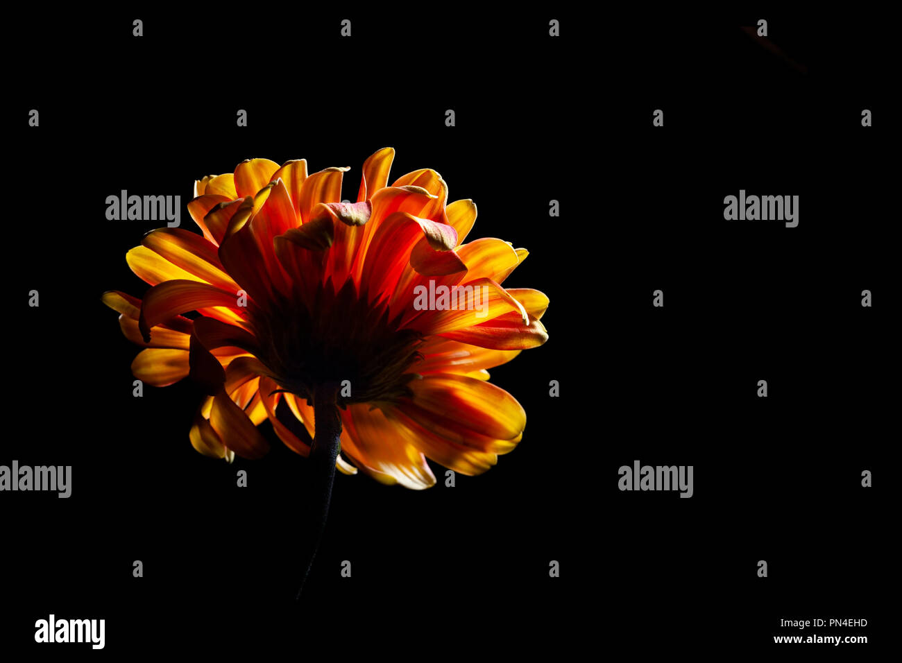 Vivid glowing daisy flower head facing up on black background Stock Photo