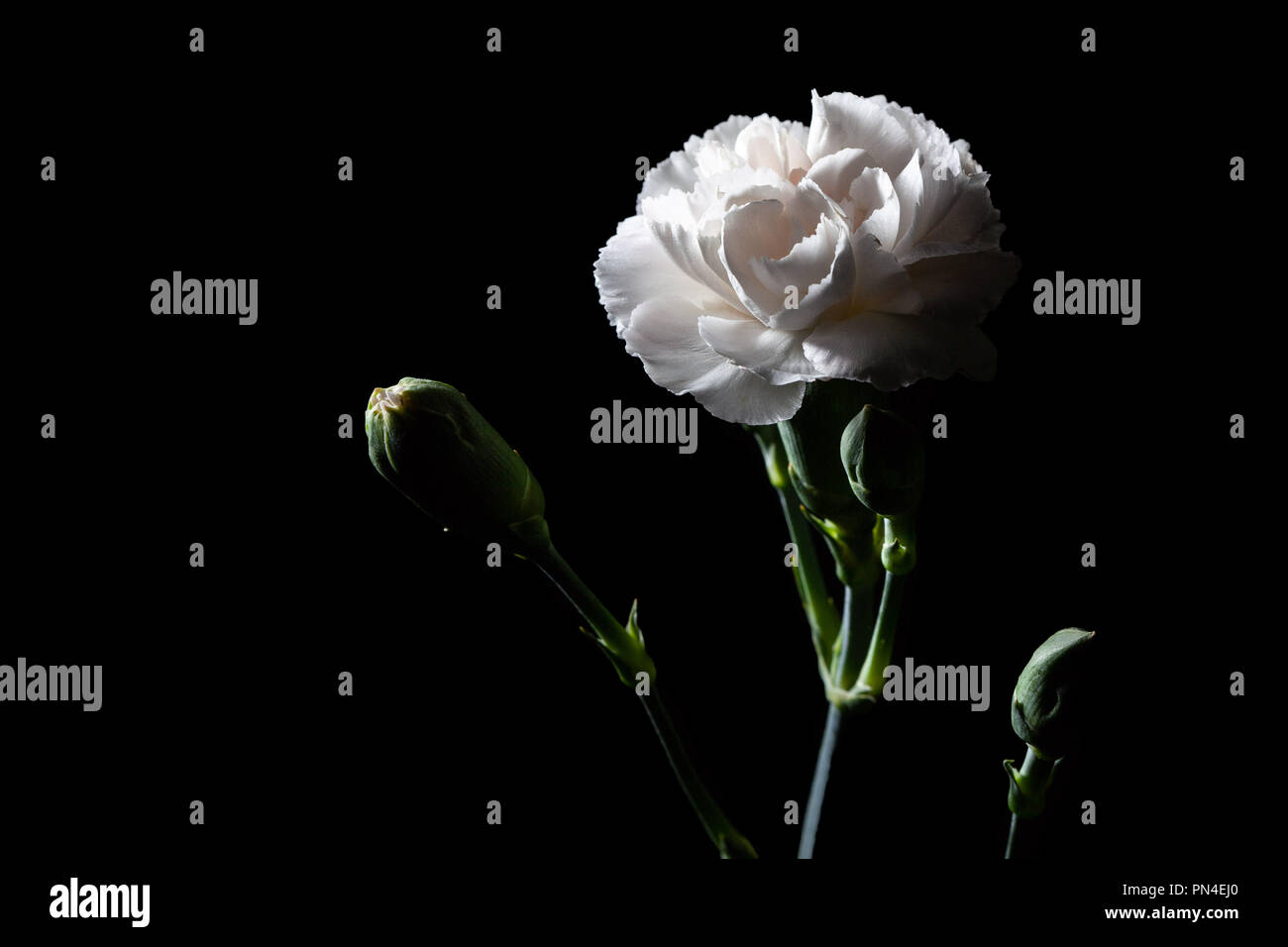 White carnation - beautiful flower on black background Stock Photo - Alamy