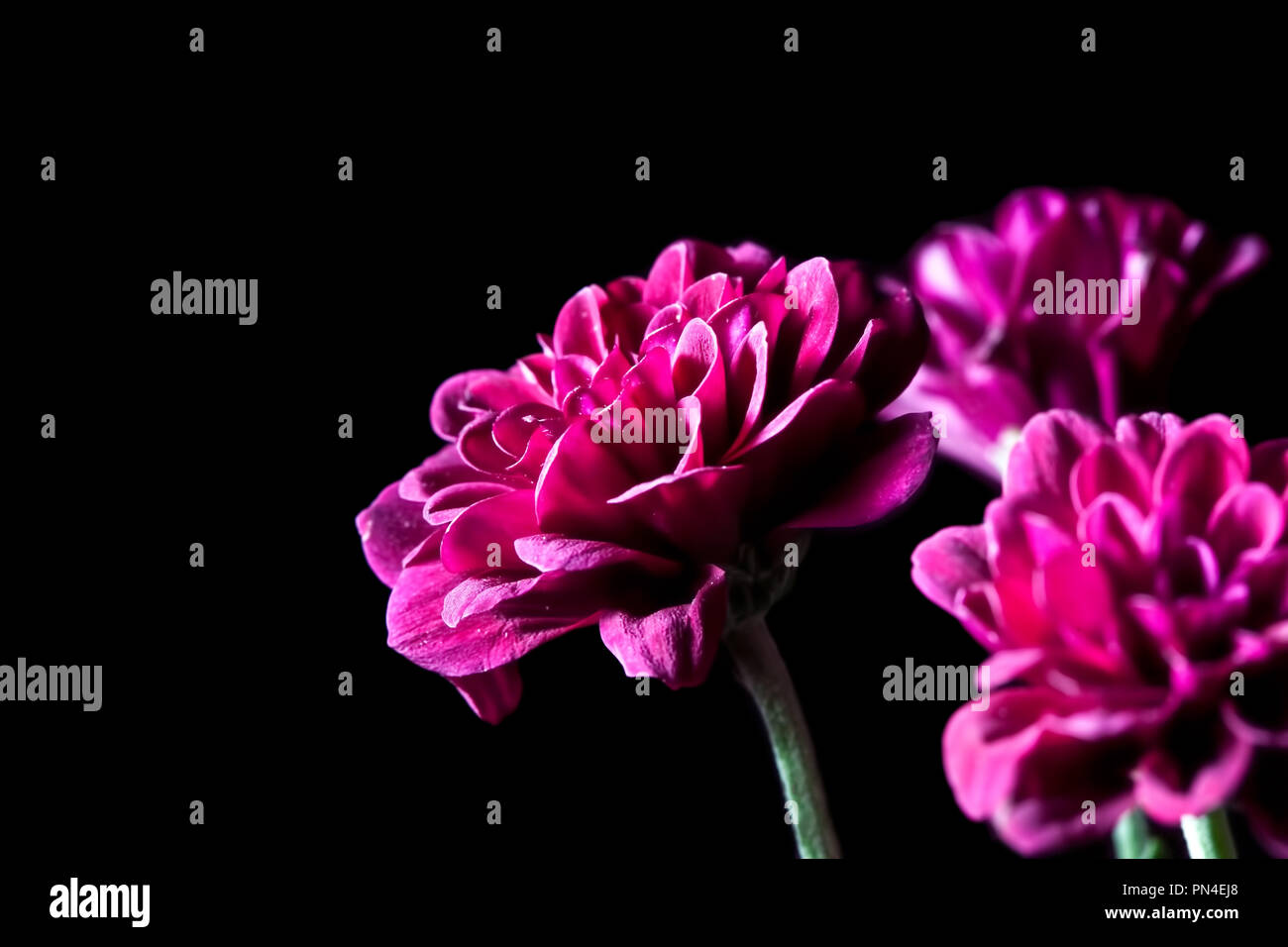 Dahlia beautiful magenta flowers on black background with copy space Stock Photo Alamy