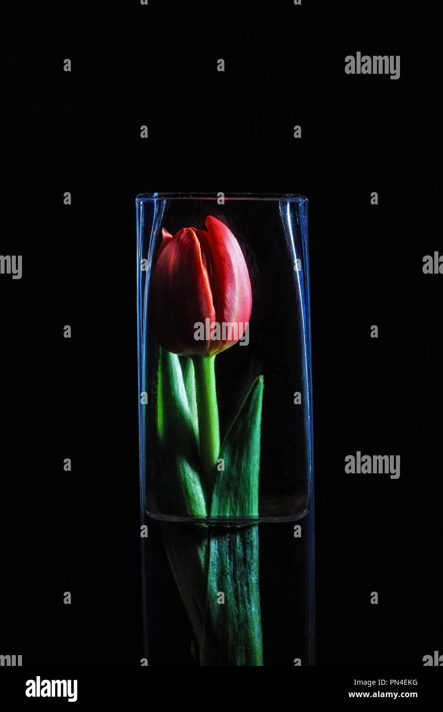Red tulip inside tall glass vase on black background Stock Photo