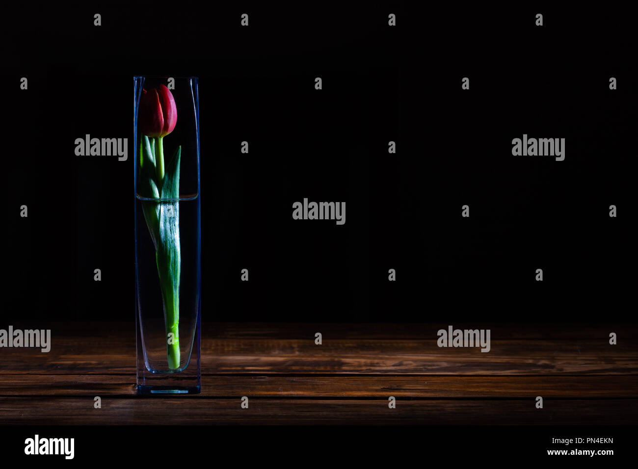 Red Tulip In A Vase On Wooden Table And Black Background With Copy Red Tulip In A Vase On Wooden Table And Black Background With Copy