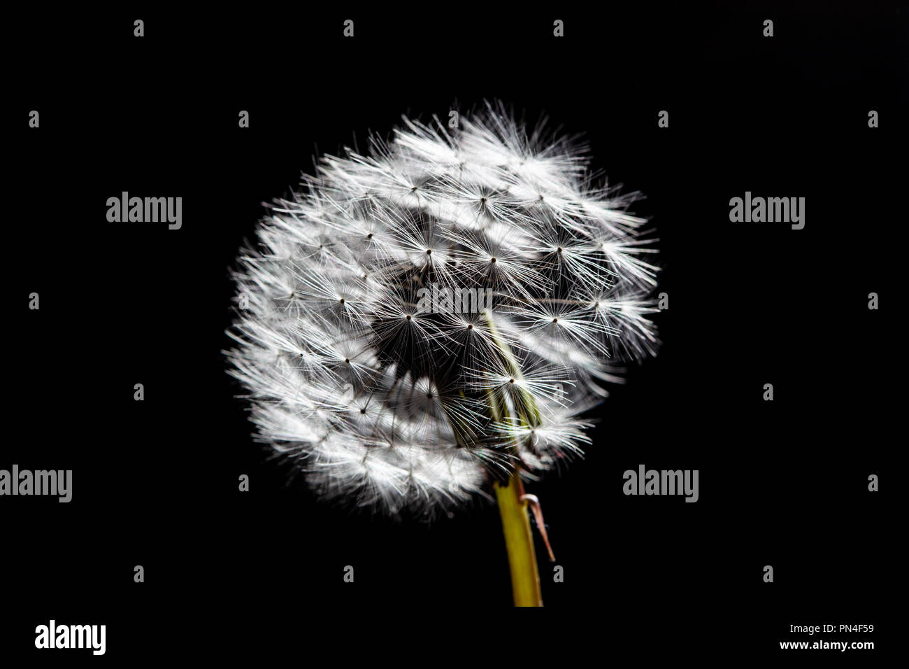 Dandelion isolated on black background Stock Photo