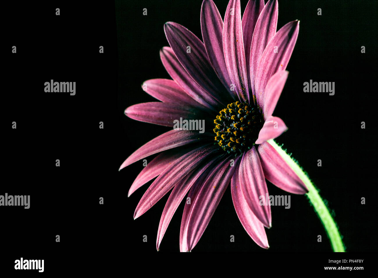African daisy glowing on dark background with copy space Stock Photo