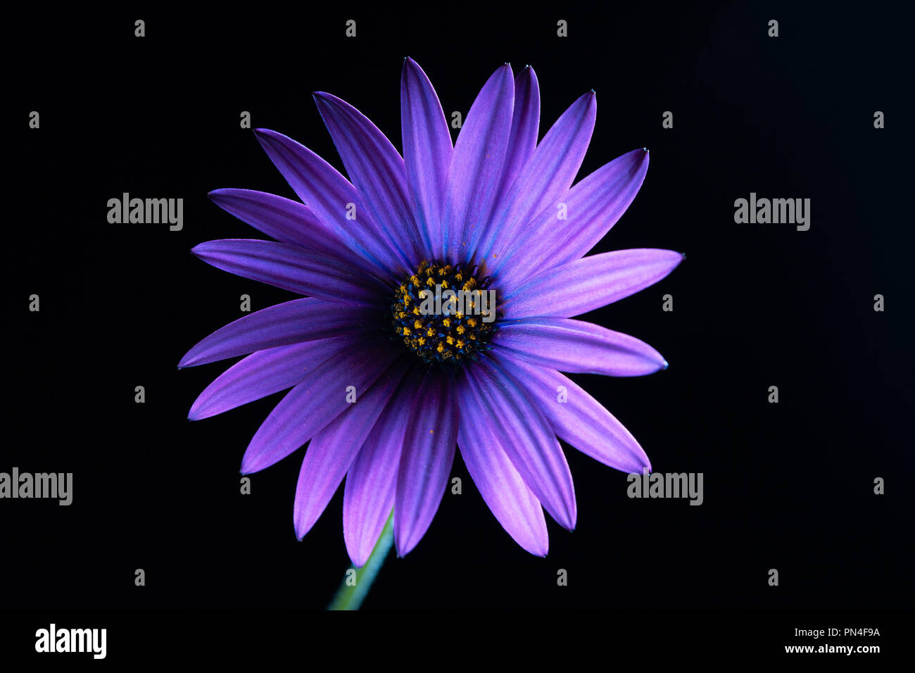 Glowing violet African daisy on black - studio shot Stock Photo