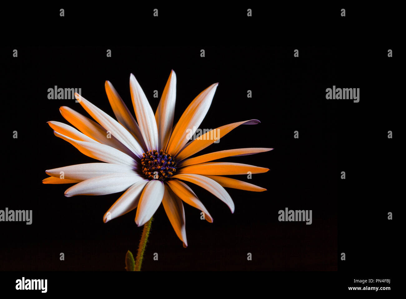 African daisy glowing in golden yellow light with copy space Stock Photo
