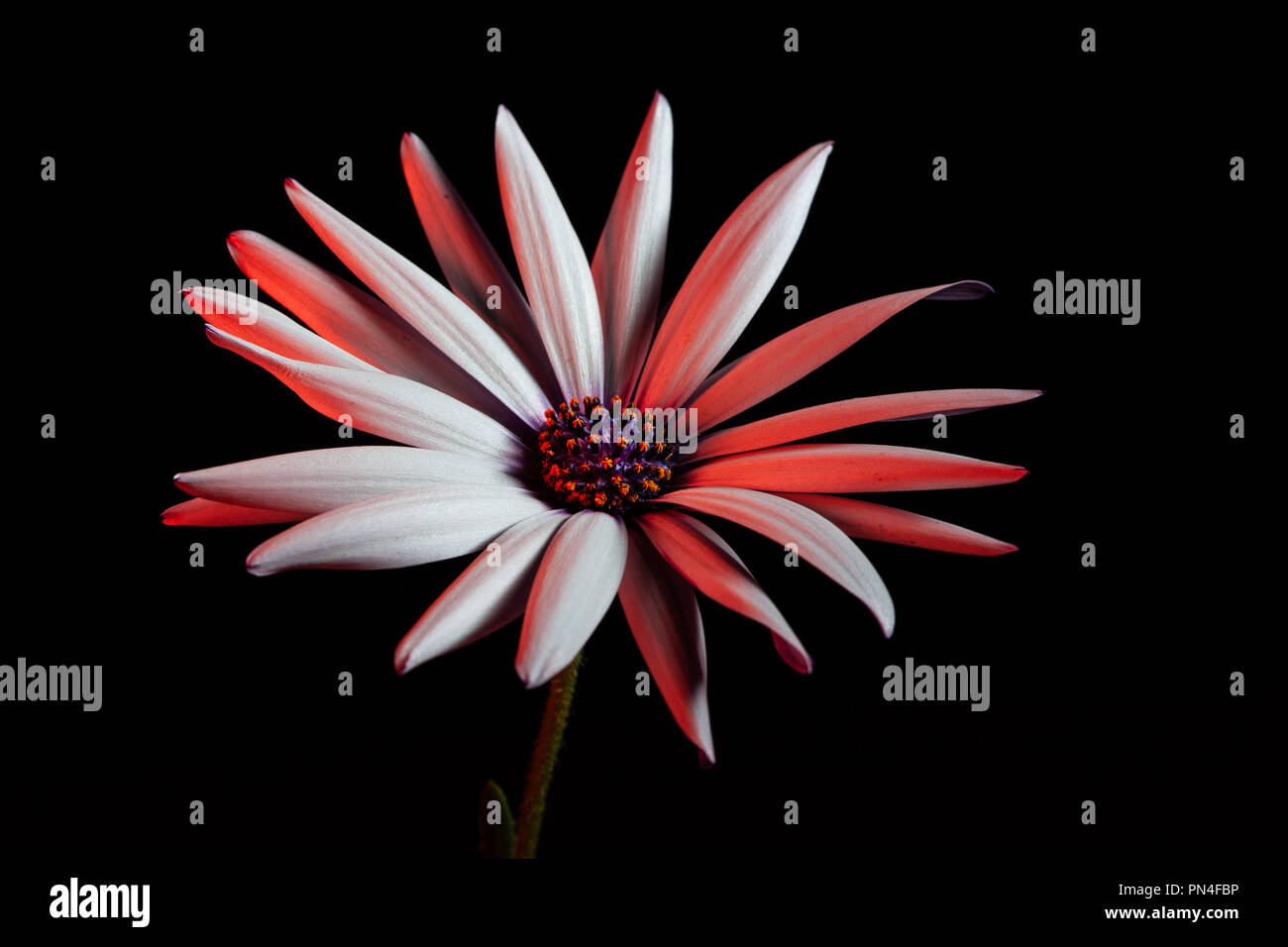 African daisy glowing in red light on black background Stock Photo