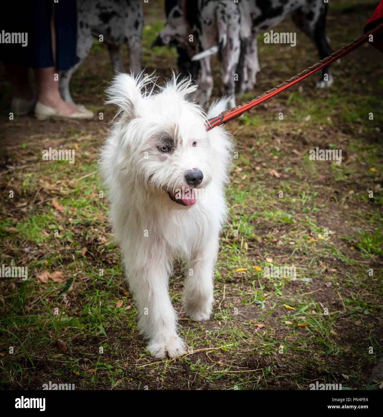white dog half-breed Ardennes Bouvier, summer day Stock Photo