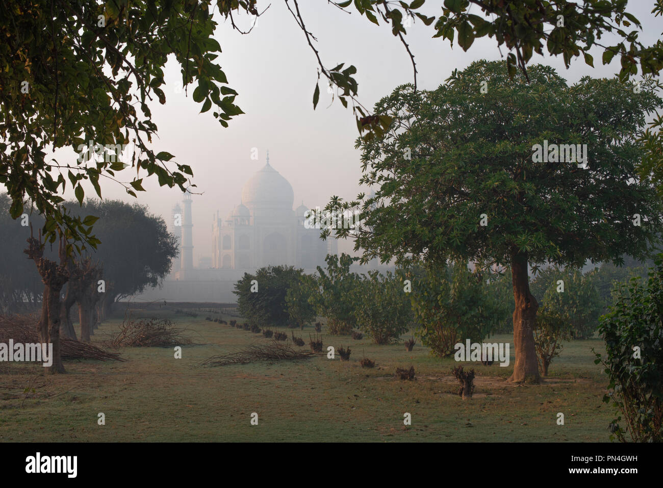 Taj Mahal the wonder of the world and the pride of India in winter early morning light and haze as seen from Mehtab Bagh with trees in the foreground Stock Photo