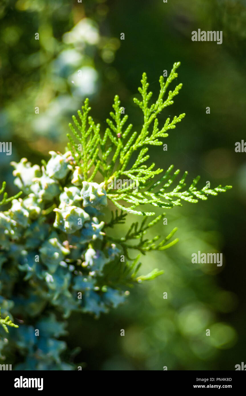 Incense cedar tree Calocedrus decurrens branch close up. Thuja cones