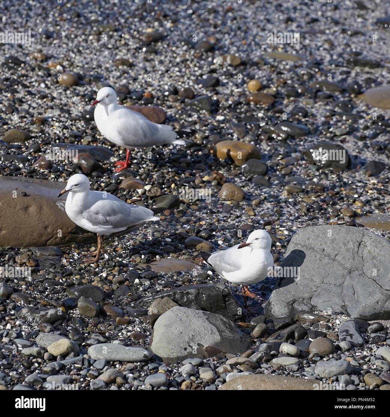 Three Australian Seagulls standing on a rocky and pebble-filled beach. Stock Photo