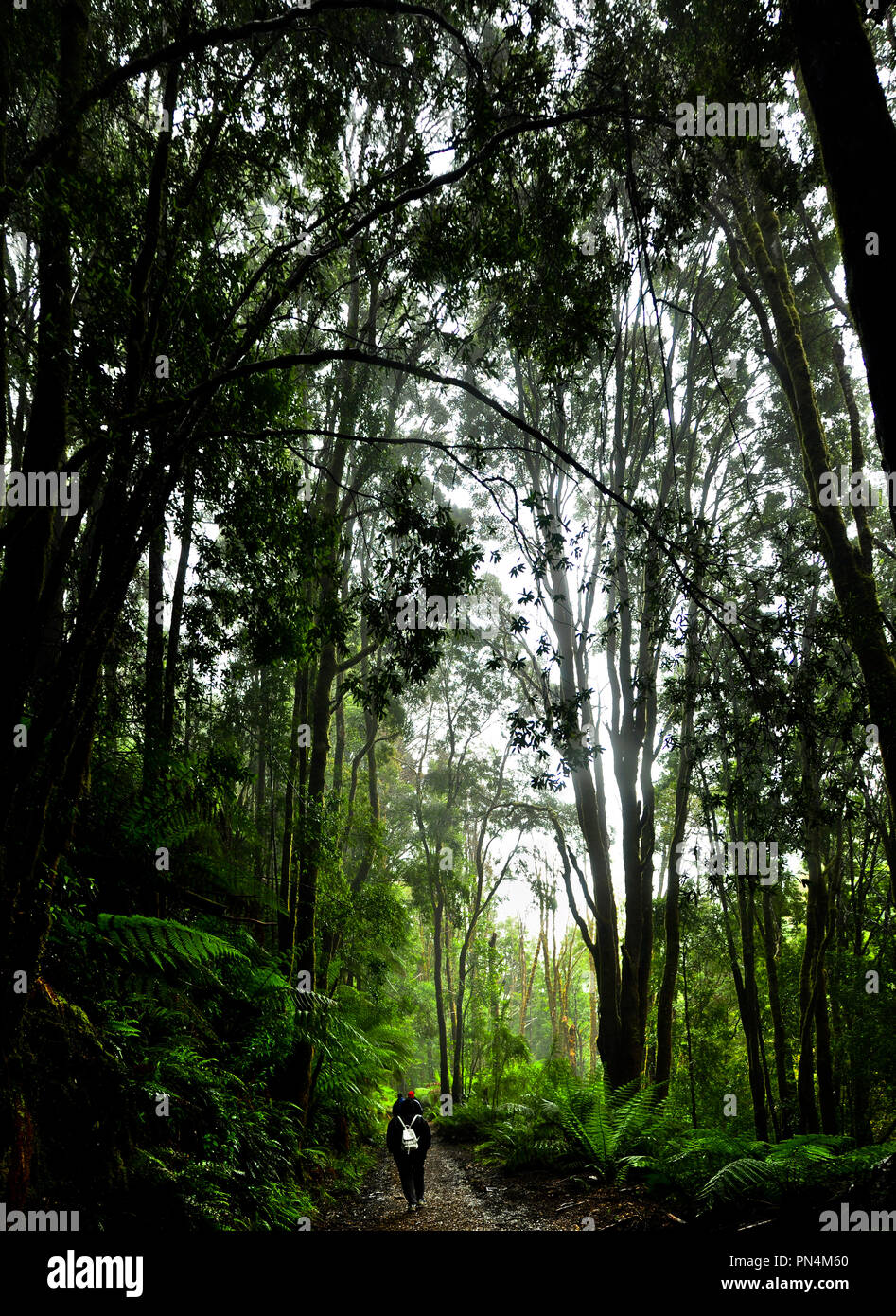 Old growth forest canopy hi-res stock photography and images - Alamy