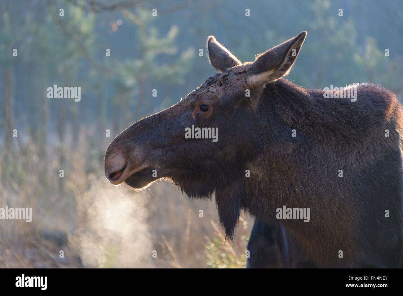 Moose, Elk, Alces alces, in winter, Germany, Europe Stock Photo