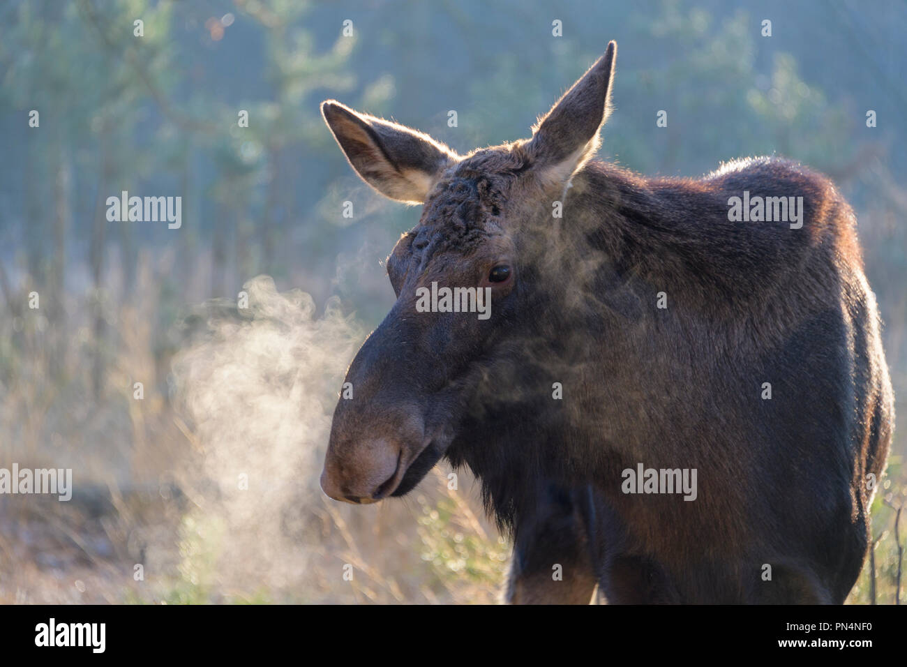 Moose, Elk, Alces alces, in winter, Germany, Europe Stock Photo