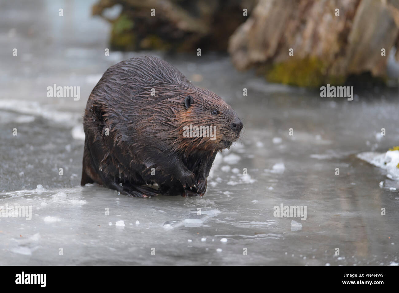 Beaver, European beaver, Castor fiber, in winter, Germany Stock Photo