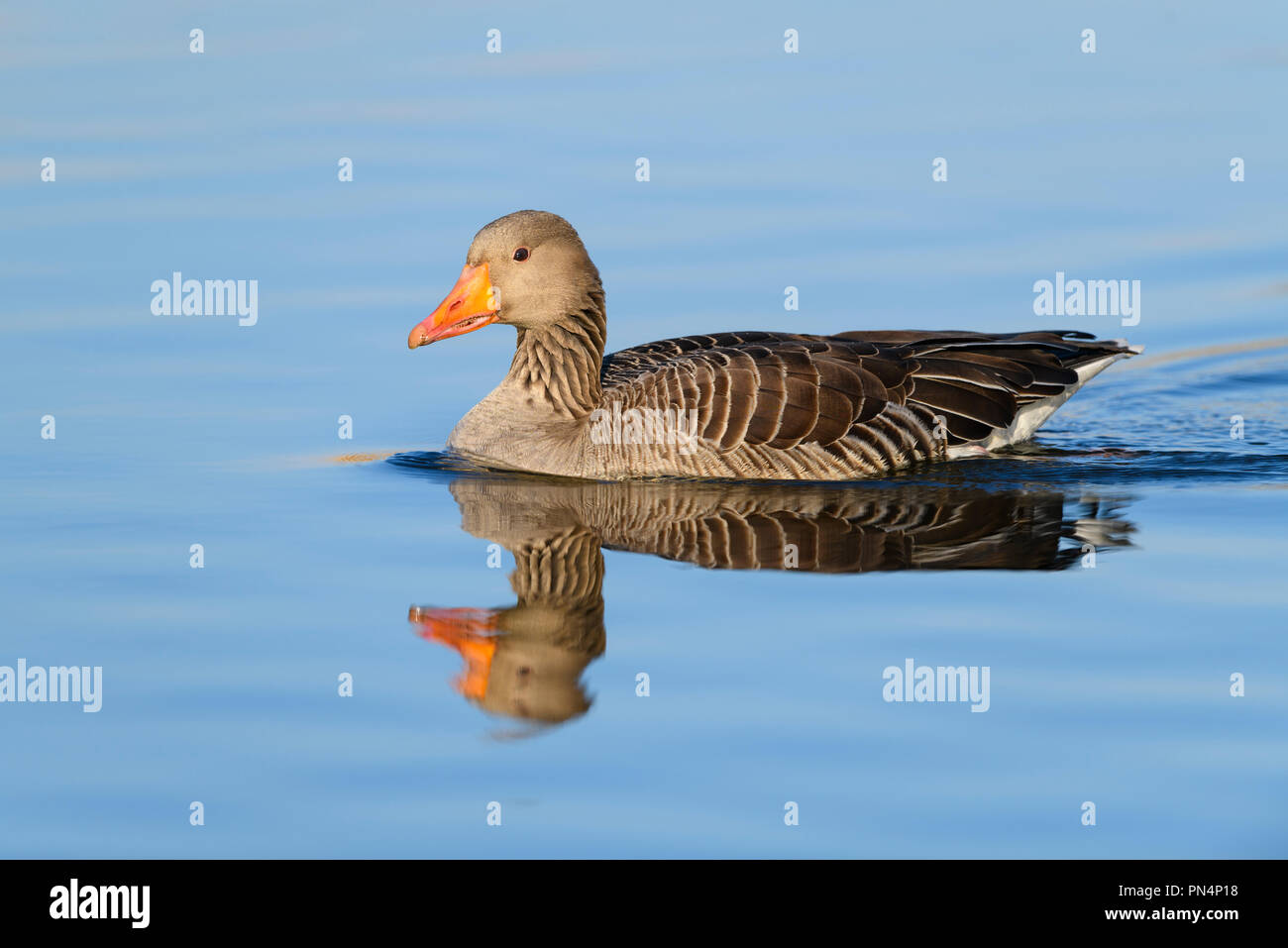 Greylag Goose, Anser anser, in water swimming Stock Photo