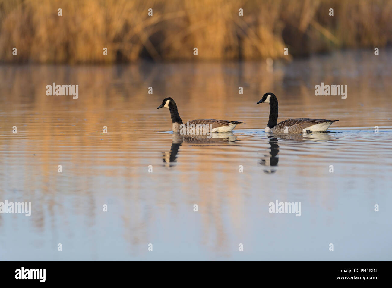 Canada goose, Branta canadensis, two geese in water swimming Stock Photo