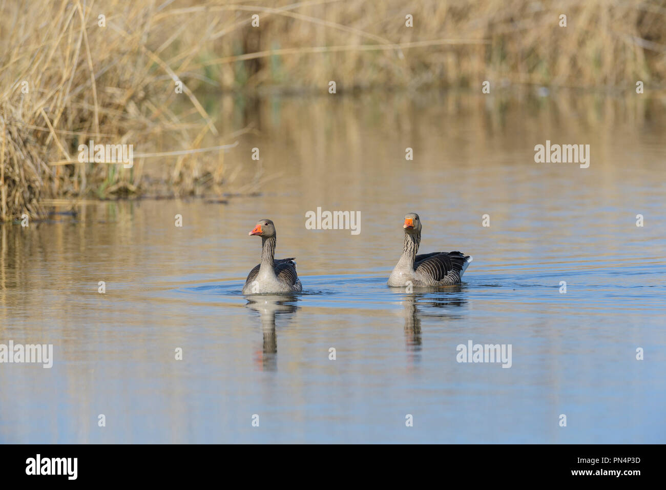 Greylag Goose, Anser anser, two geese in water swimming Stock Photo