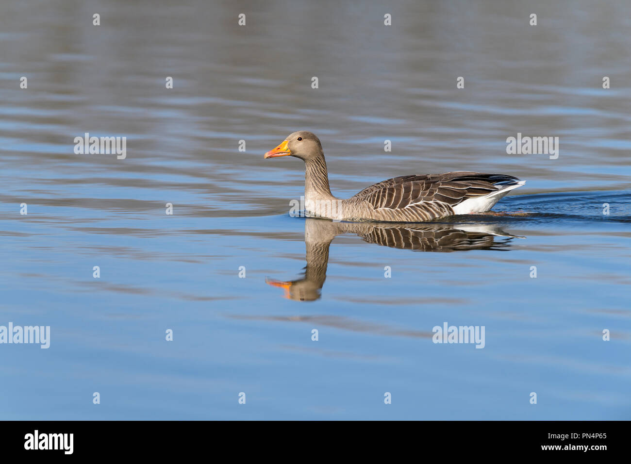 Greylag Goose, Anser anser, in water swimming Stock Photo