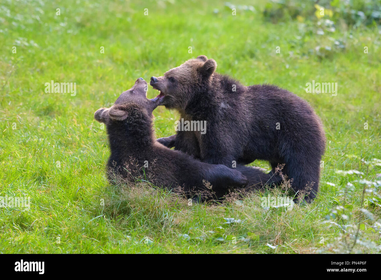 European Brown Bears, Ursus arctos, two cubs fighting, Germany Stock ...