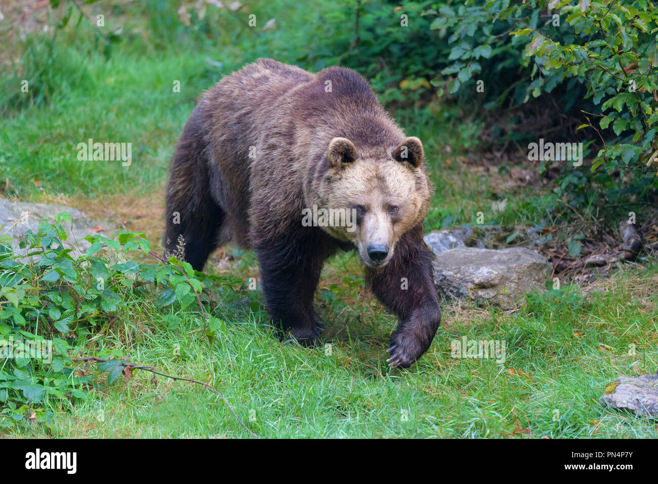 Brown bear, Ursus arctos, Germany Stock Photo Alamy