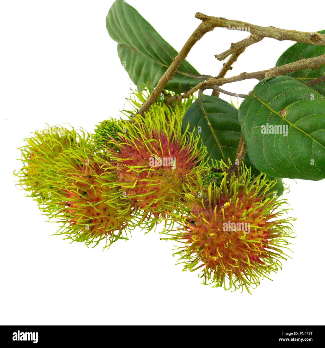 Rambutan isolated on white background Stock Photo - Alamy