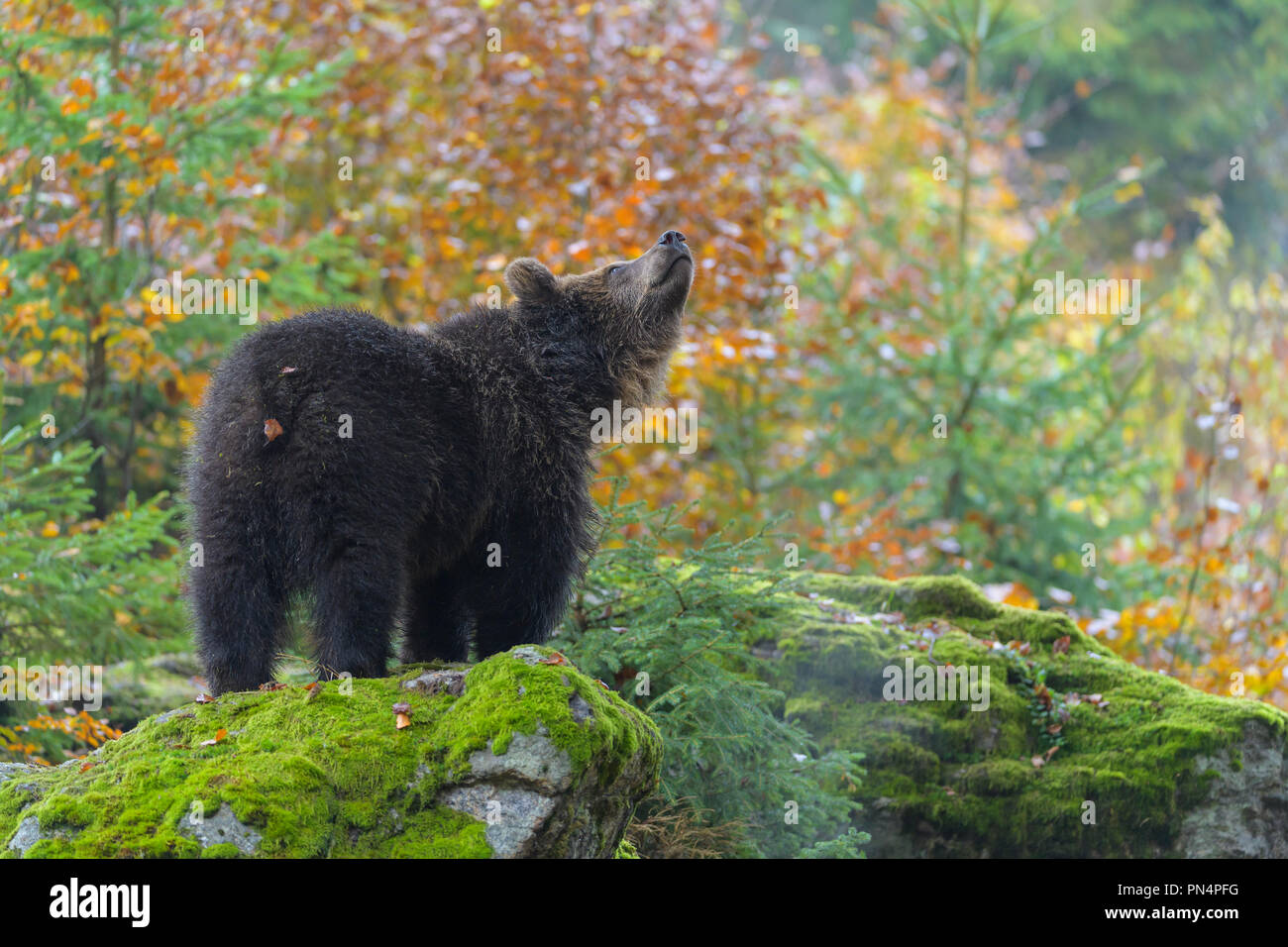 Cub Germany Brown bear, Ursus arctos, cub, Germany Stock Photo - Alamy