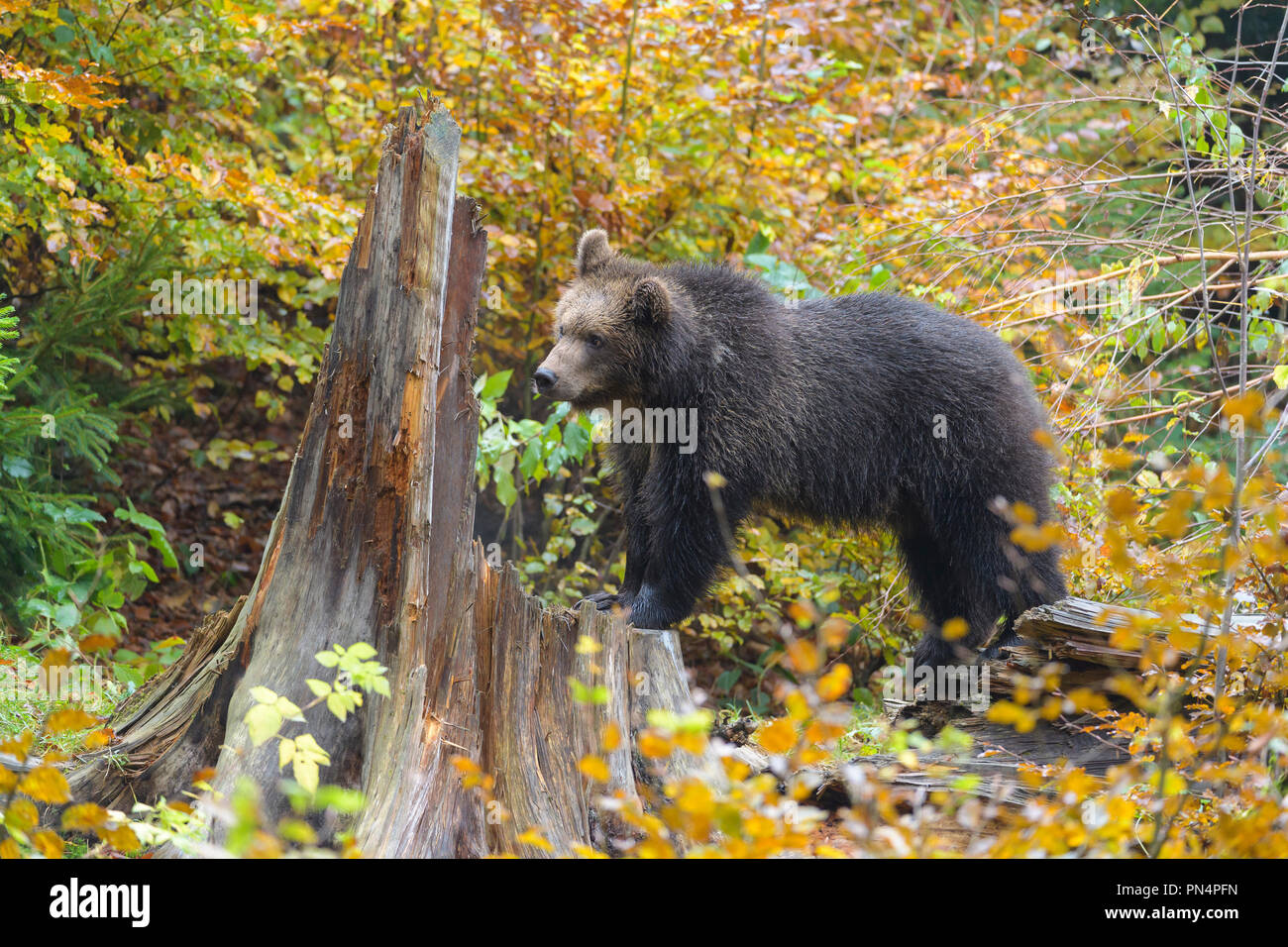Cub Germany Brown bear, Ursus arctos, cub, Germany Stock Photo - Alamy
