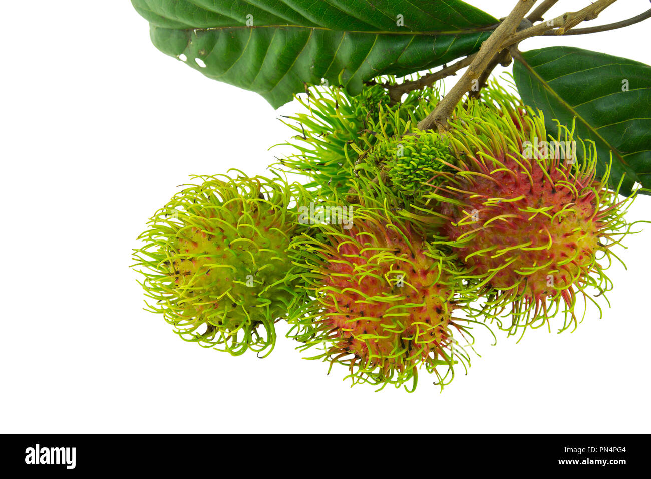 Rambutan isolated on white background Stock Photo - Alamy