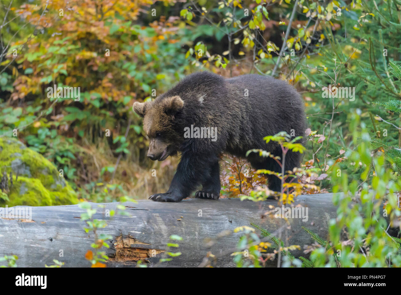 Brown bear, Ursus arctos, cub on tree trunk, Germany Stock Photo