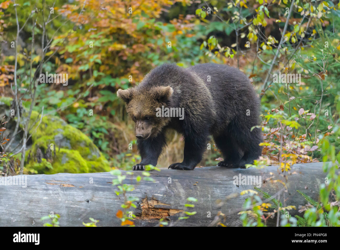 Brown bear, Ursus arctos, cub on tree trunk, Germany Stock Photo