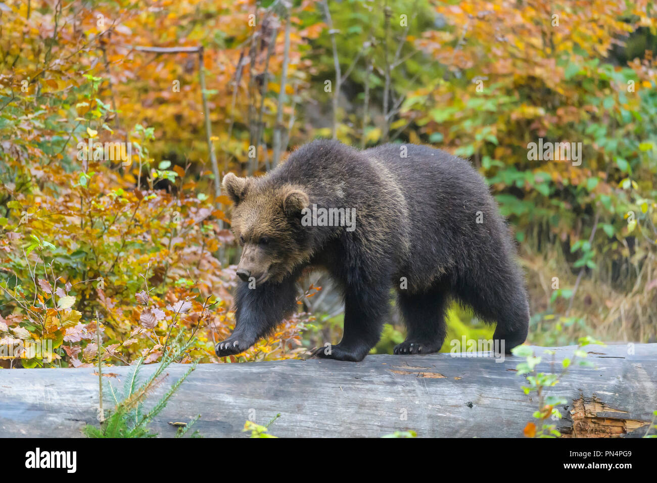 Brown bear, Ursus arctos, cub on tree trunk, Germany Stock Photo