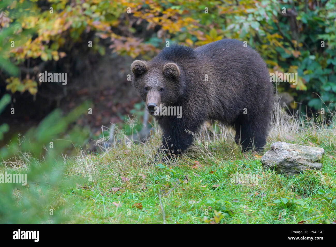 Cub Germany Brown bear, Ursus arctos, cub, Germany Stock Photo - Alamy