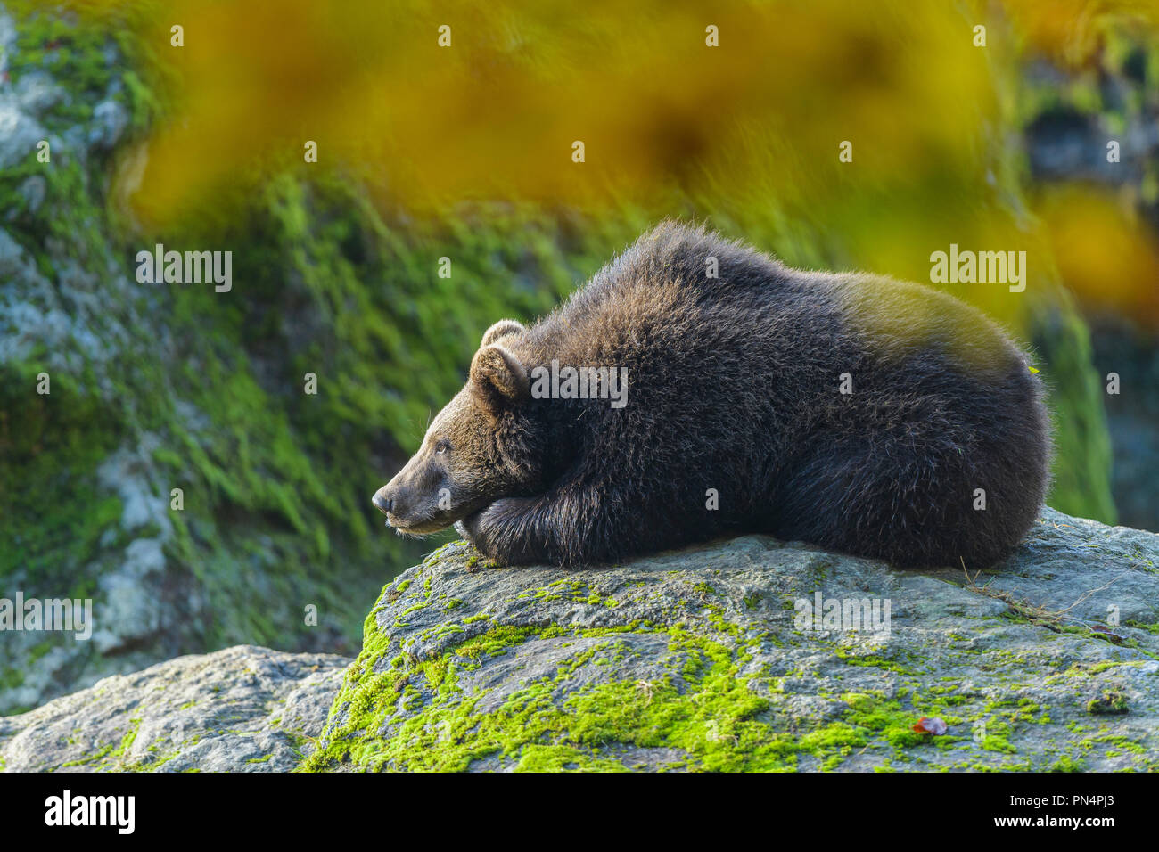 Cub Germany Brown bear, Ursus arctos, cub, Germany Stock Photo - Alamy