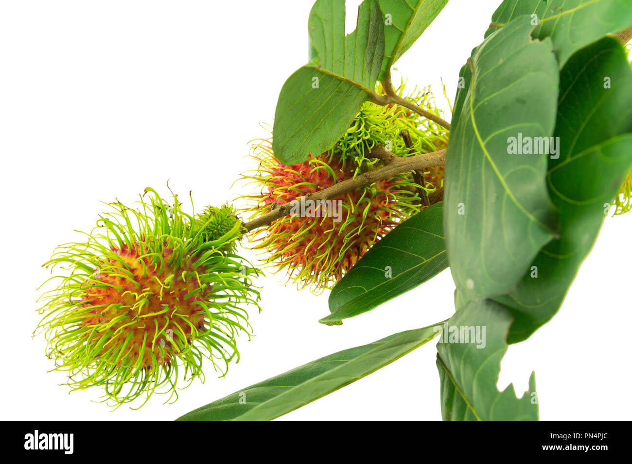 Rambutan isolated on white background Stock Photo - Alamy