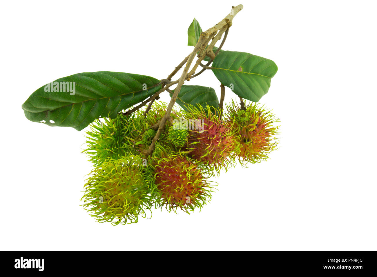 Rambutan isolated on white background Stock Photo - Alamy