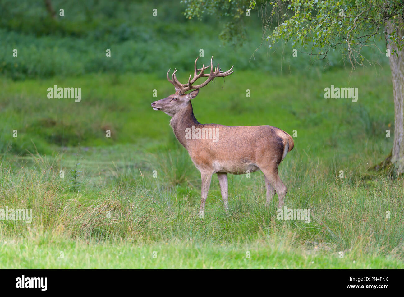 Red Deer, Cervus elaphus, Germany, Europe Stock Photo