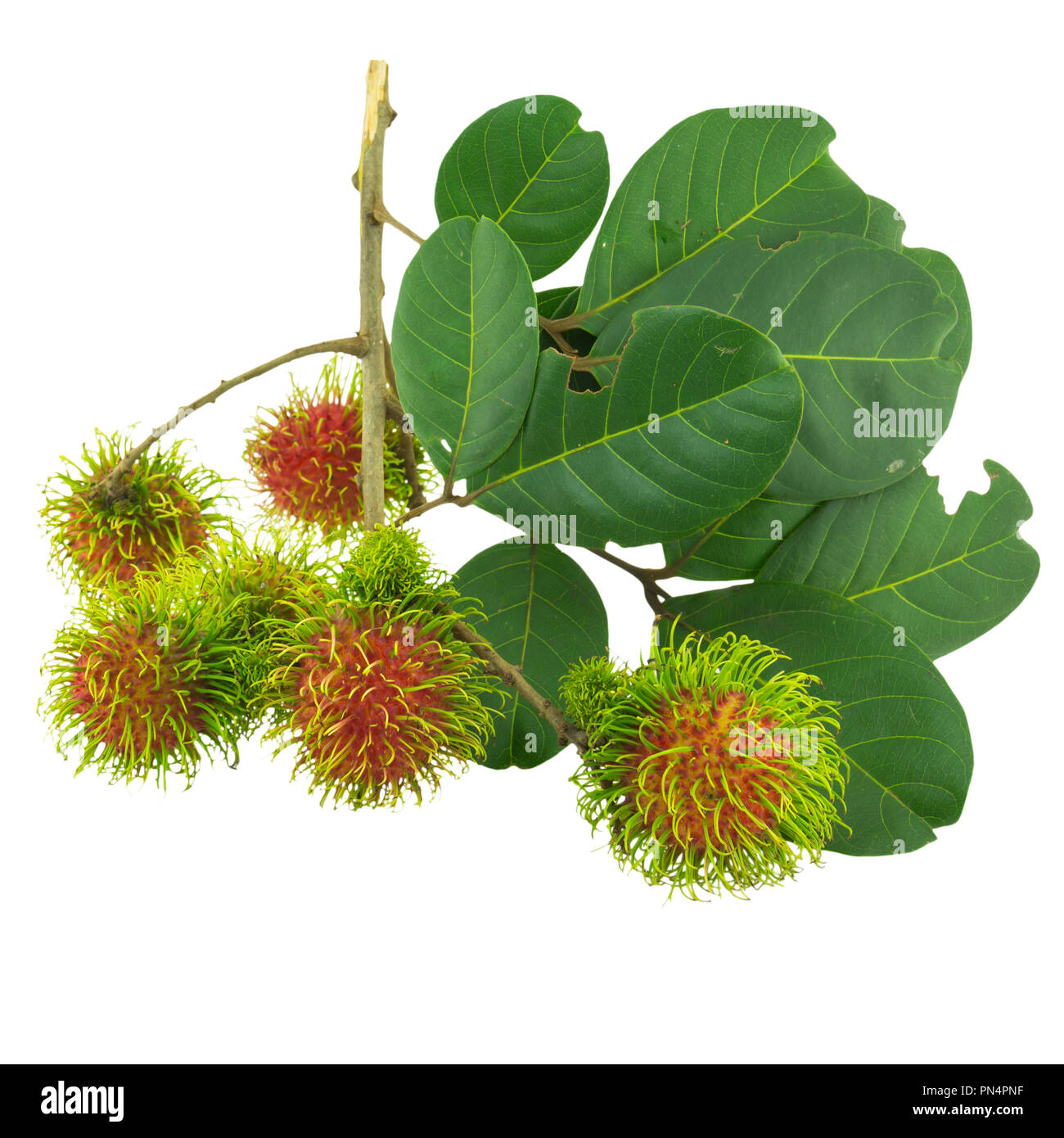 Rambutan isolated on white background Stock Photo - Alamy