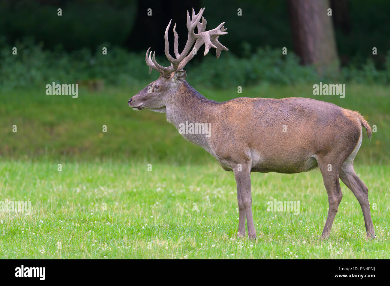 Red Deer, Cervus elaphus, Germany, Europe Stock Photo