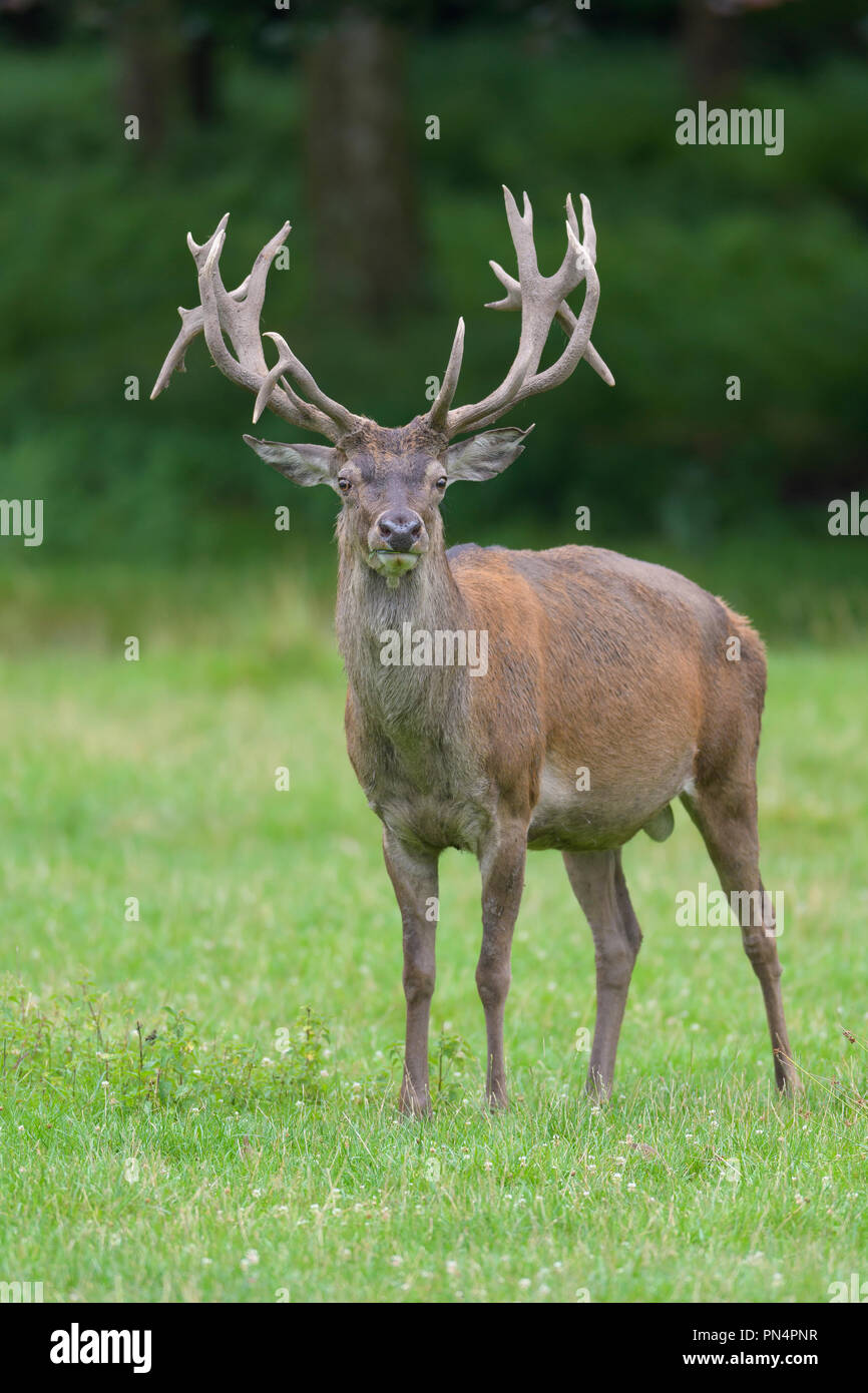 Red Deer, Cervus elaphus, Germany, Europe Stock Photo