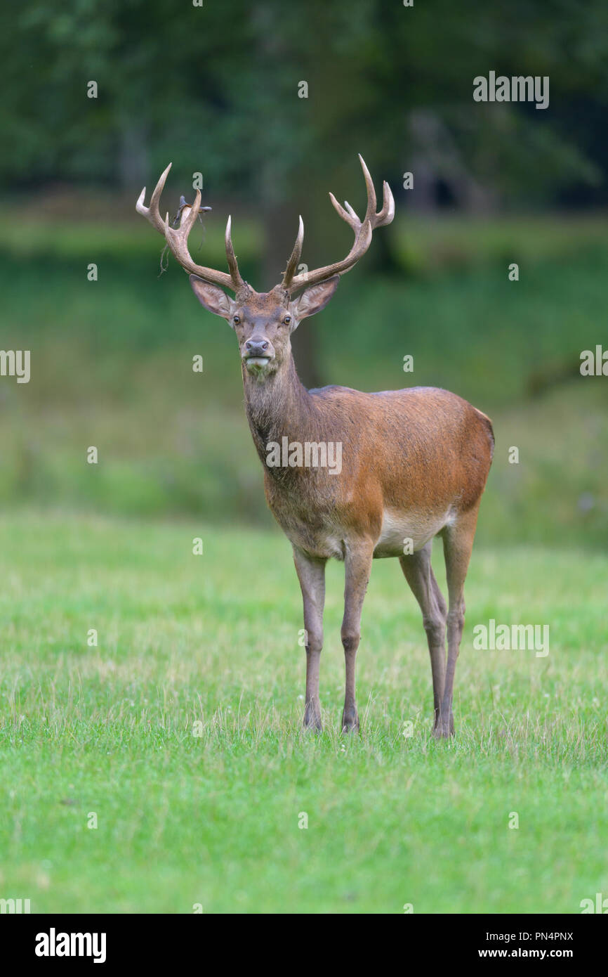 Red Deer, Cervus elaphus, Germany, Europe Stock Photo