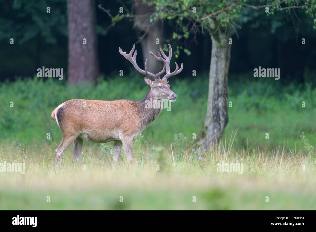 Red Deer, Cervus elaphus, Germany, Europe Stock Photo