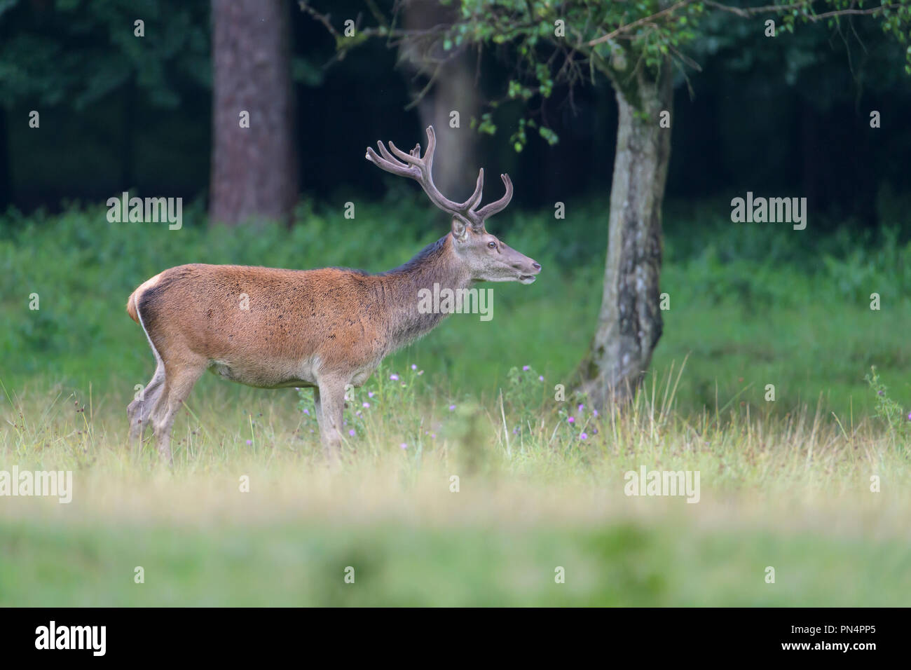 Red Deer, Cervus elaphus, Germany, Europe Stock Photo