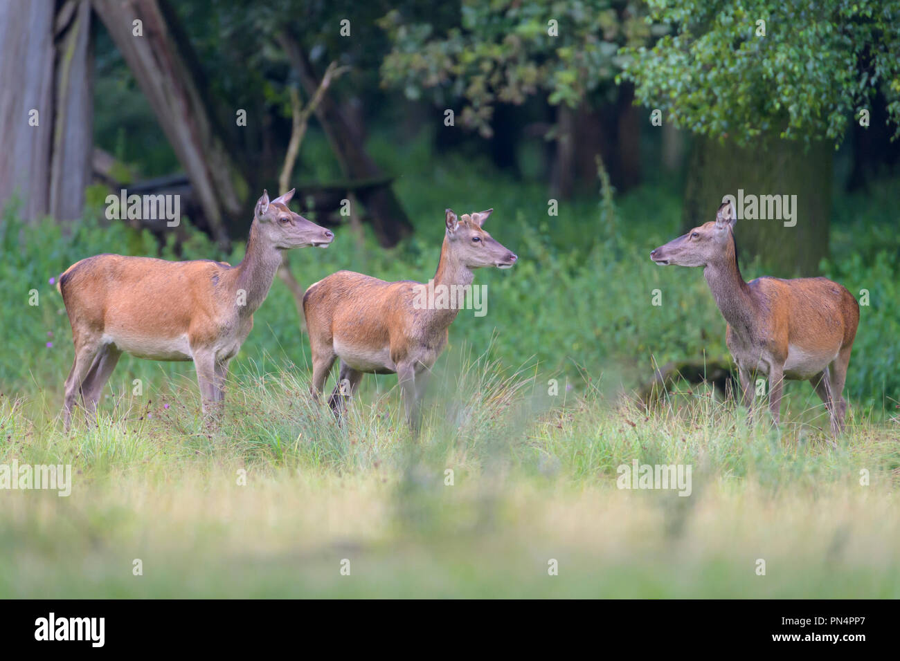 Red Deer, Cervus elaphus, Female, Germany, Europe Stock Photo