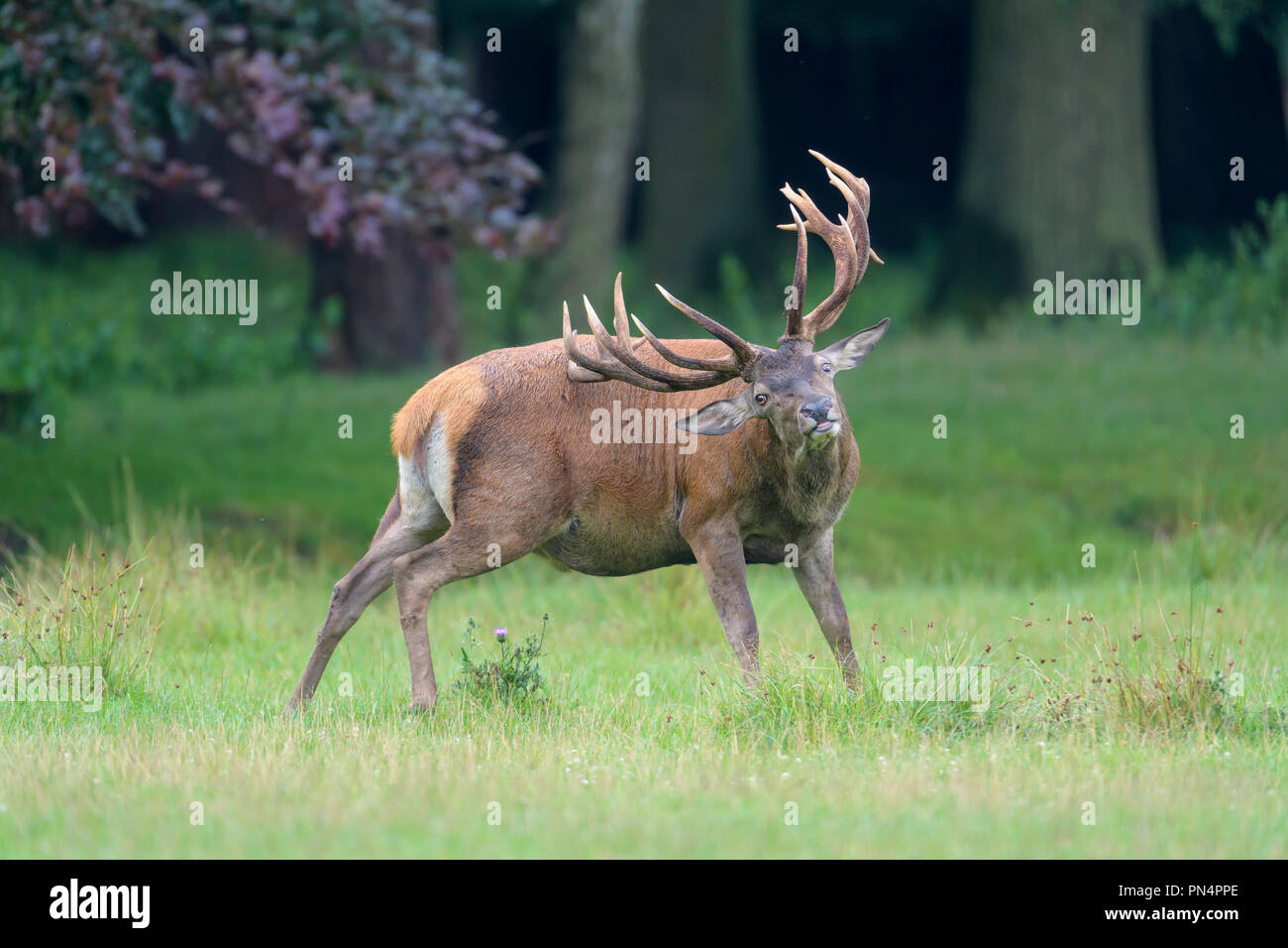 Red Deer, Cervus elaphus, Germany, Europe Stock Photo