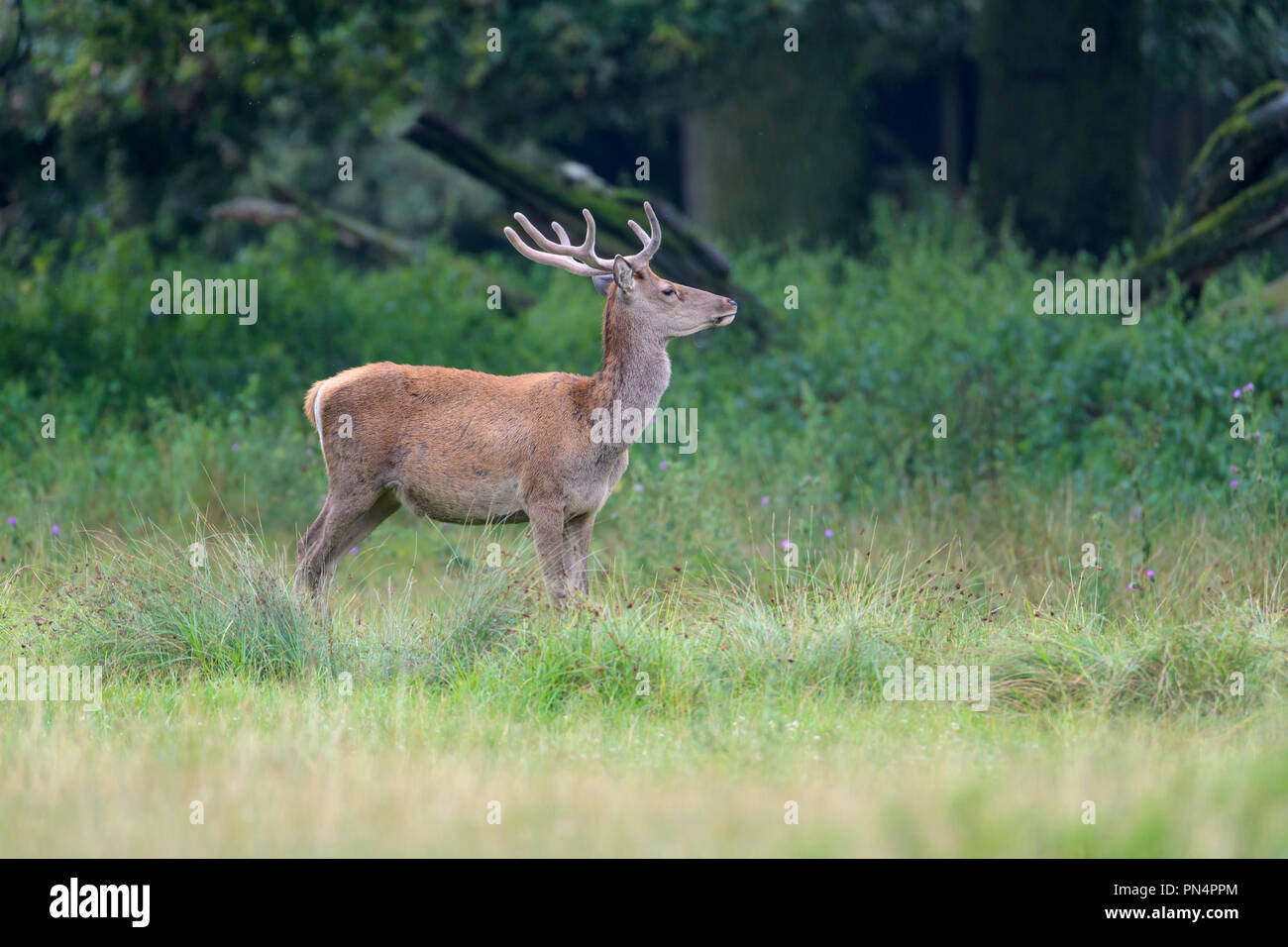 Red Deer, Cervus elaphus, Germany, Europe Stock Photo