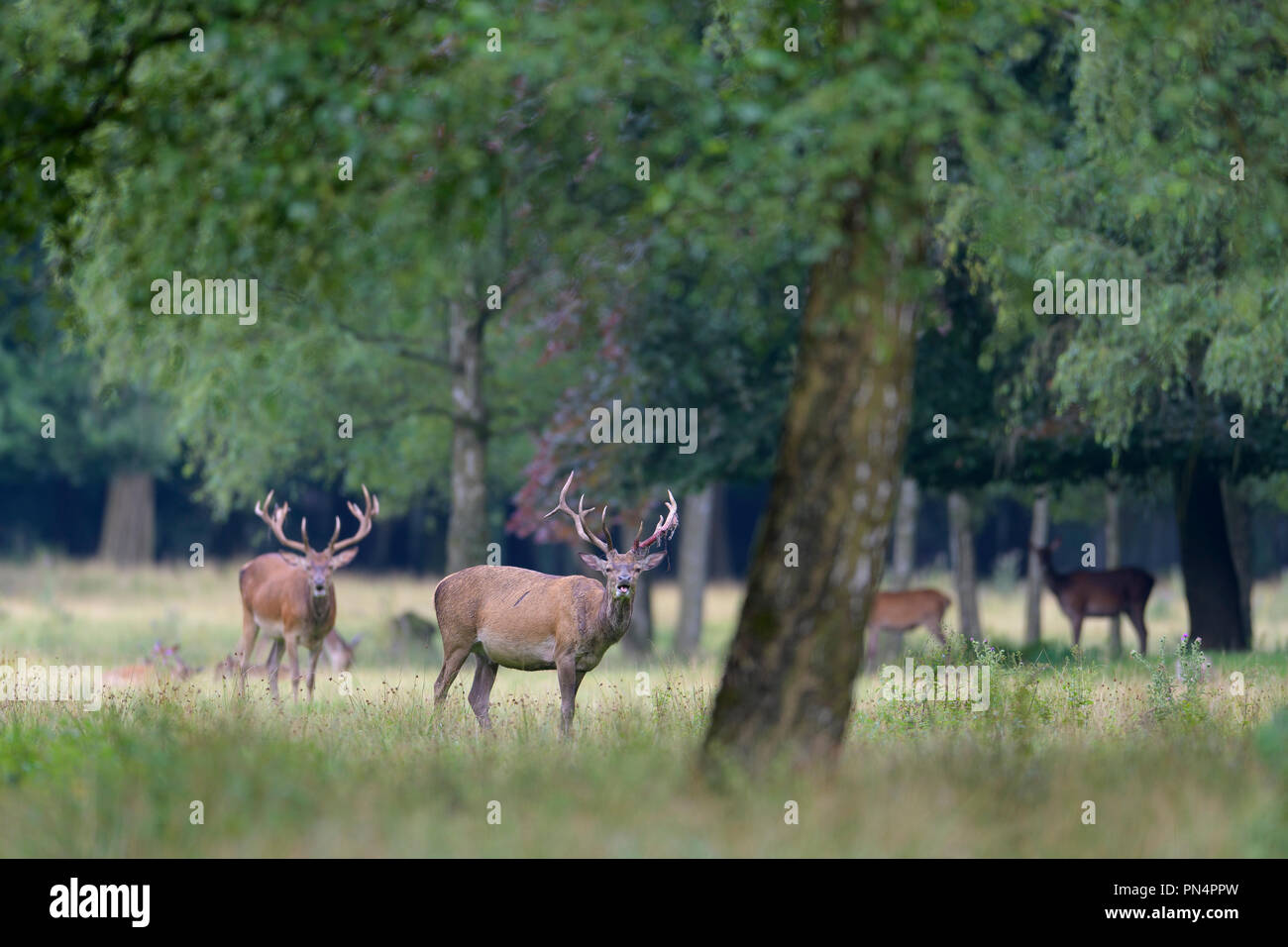Red Deer, Cervus elaphus, Germany, Europe Stock Photo