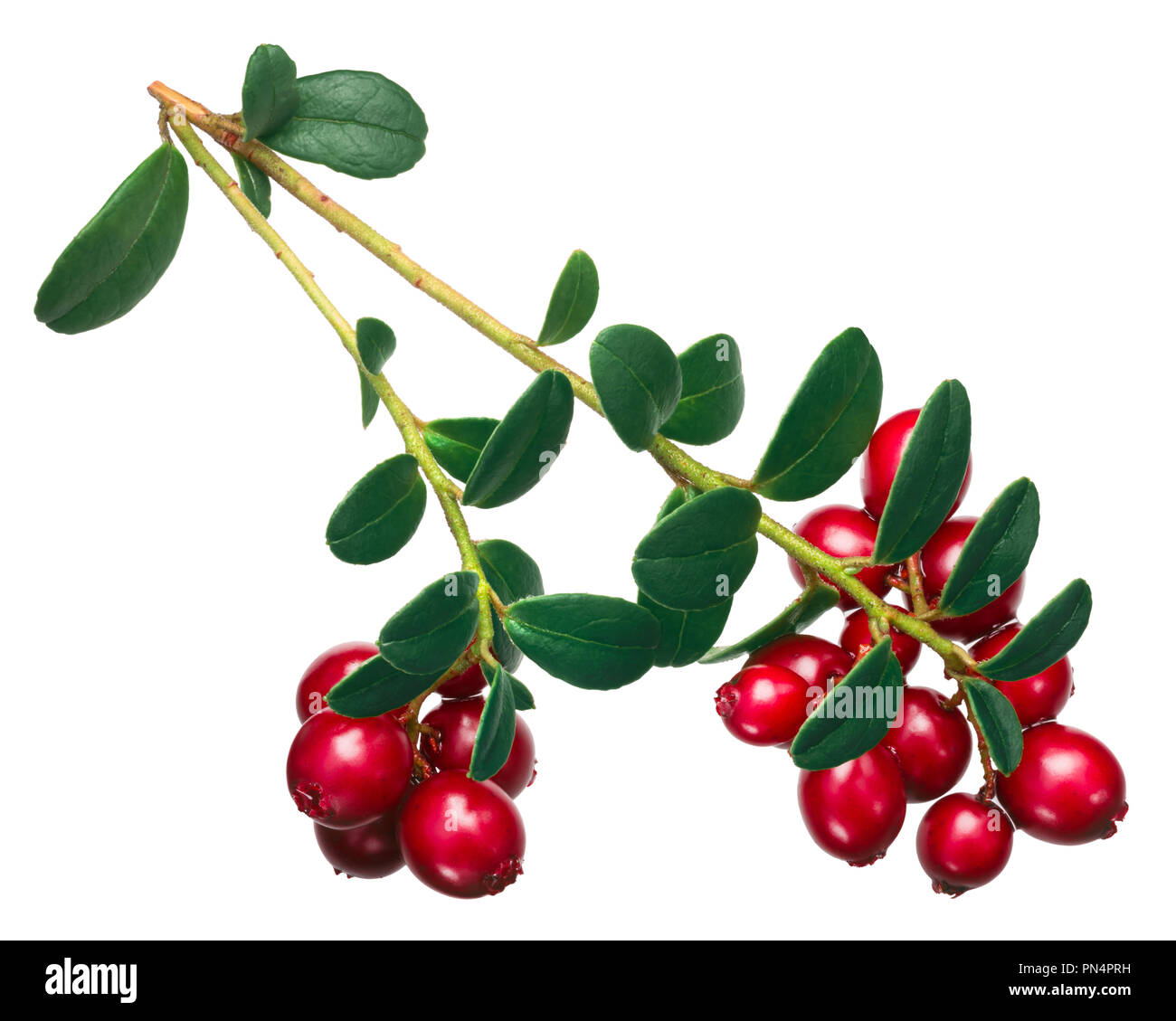 Lingonberry (fruits of Vaccinium vitis-idaea) with leaves, top view Stock Photo