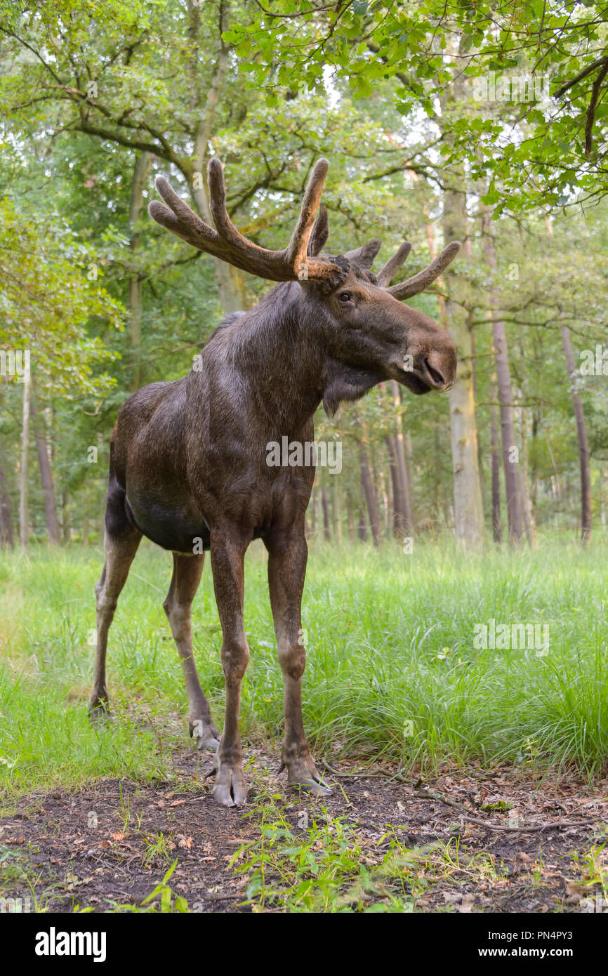 Moose, Elk, Alces alces, Germany, Europe Stock Photo