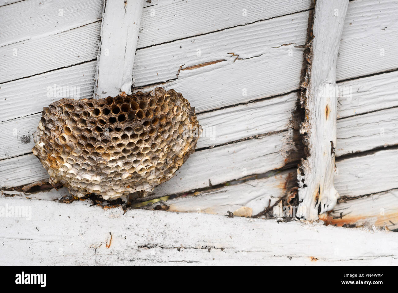 Old paper wasp nest inside a vintage wooden rowboat Stock Photo